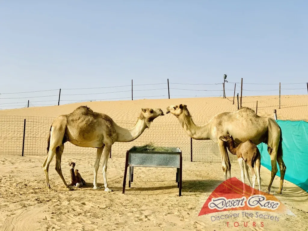 Desert Rose Tourism