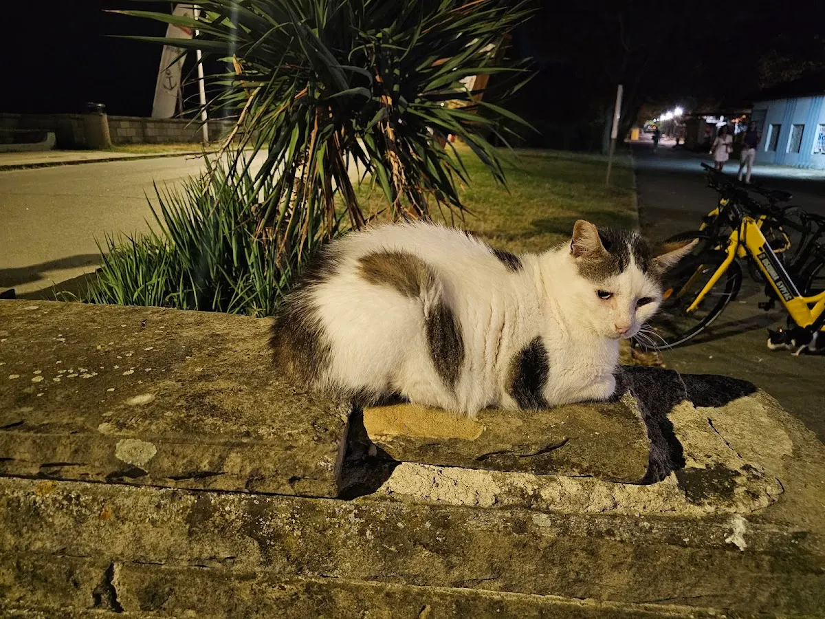 Котката Сърце