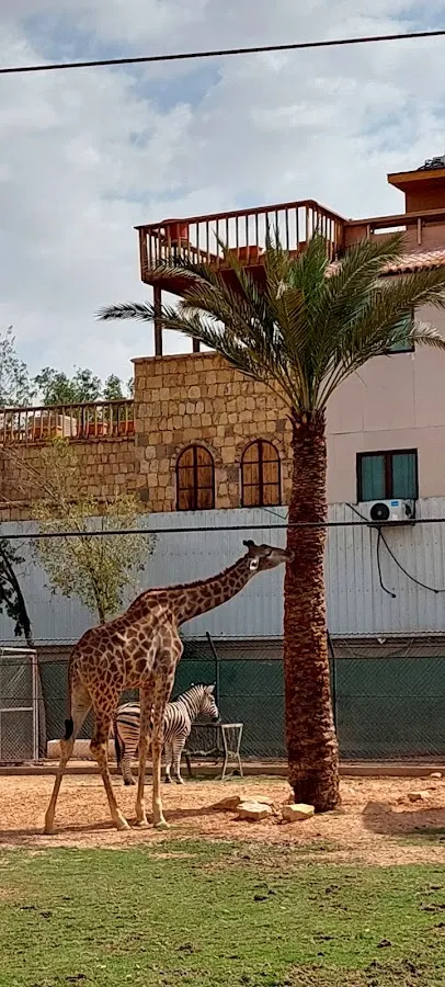 Riyadh Zoo Giraffe statues