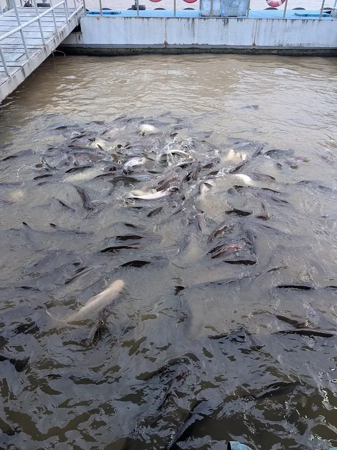Fish Feeding Stall
