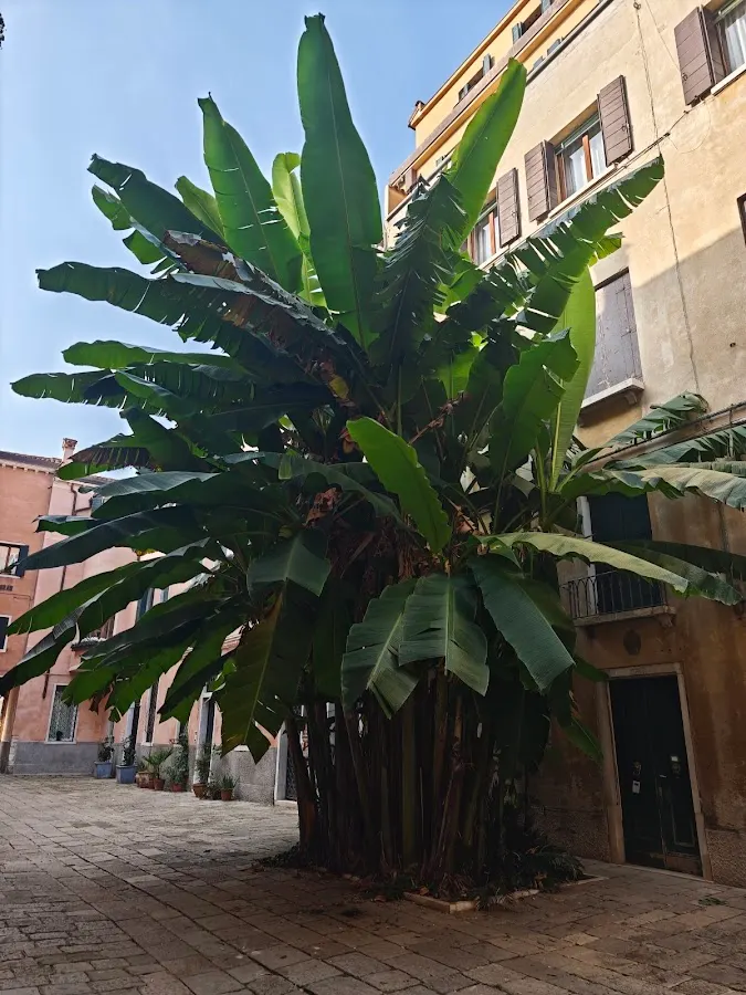 Banana trees!