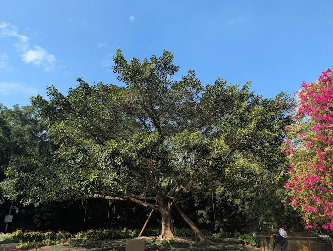 The Tree Planted by Xijinping
