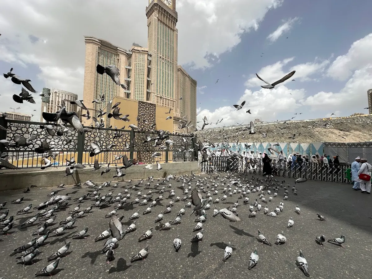 Pigeon Square