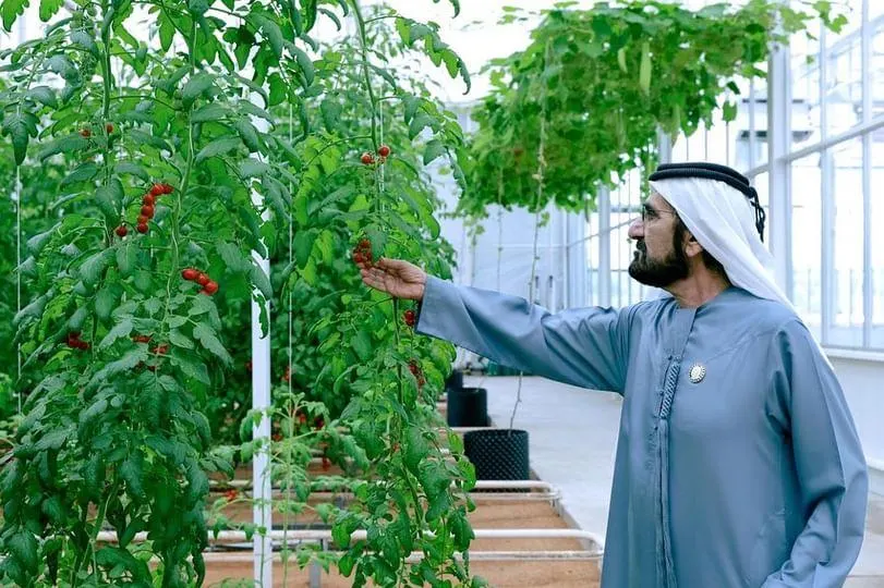 قصر الشيخ / منصور بن زايد آل نهيان